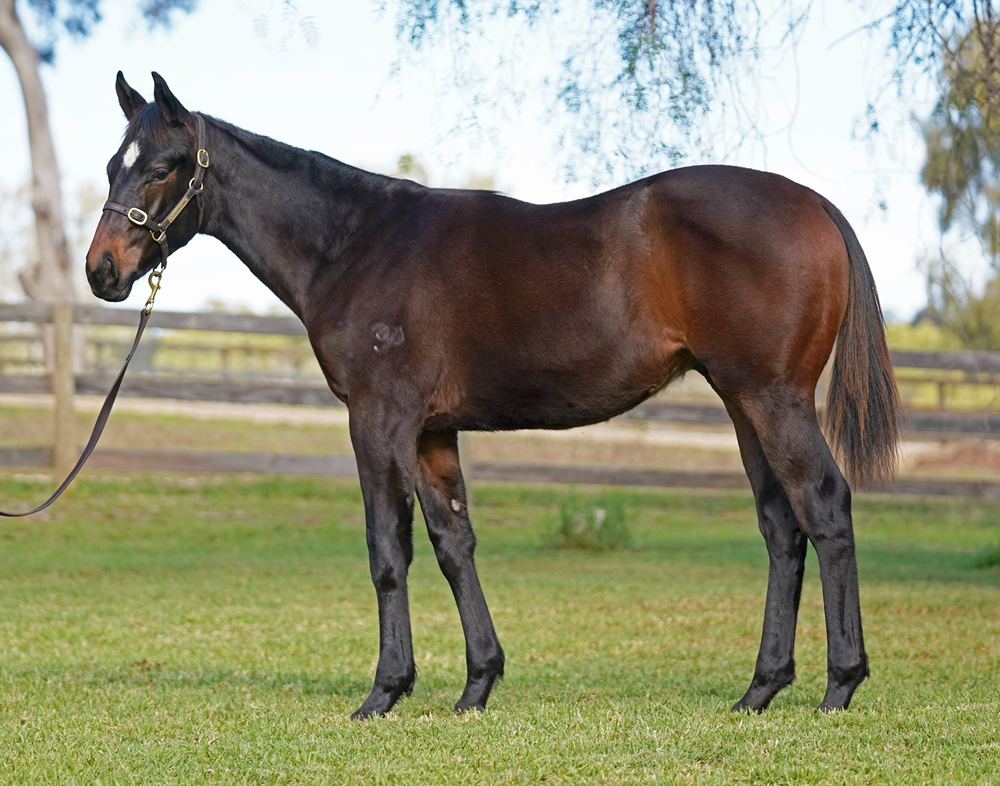 Native Trail (GB) / Vintage (AUS) 2025 Colt - Image 1