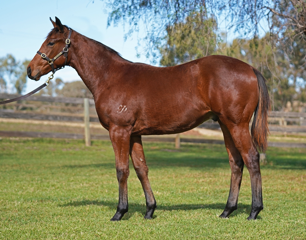 St Mark's Basilica (FR) / Rhiannon (AUS) 2025 Colt - Image 1