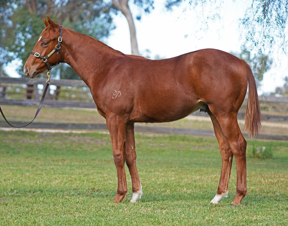 Ole Kirk (AUS) / Aayla Secura (AUS) 2025 Colt - Image 1