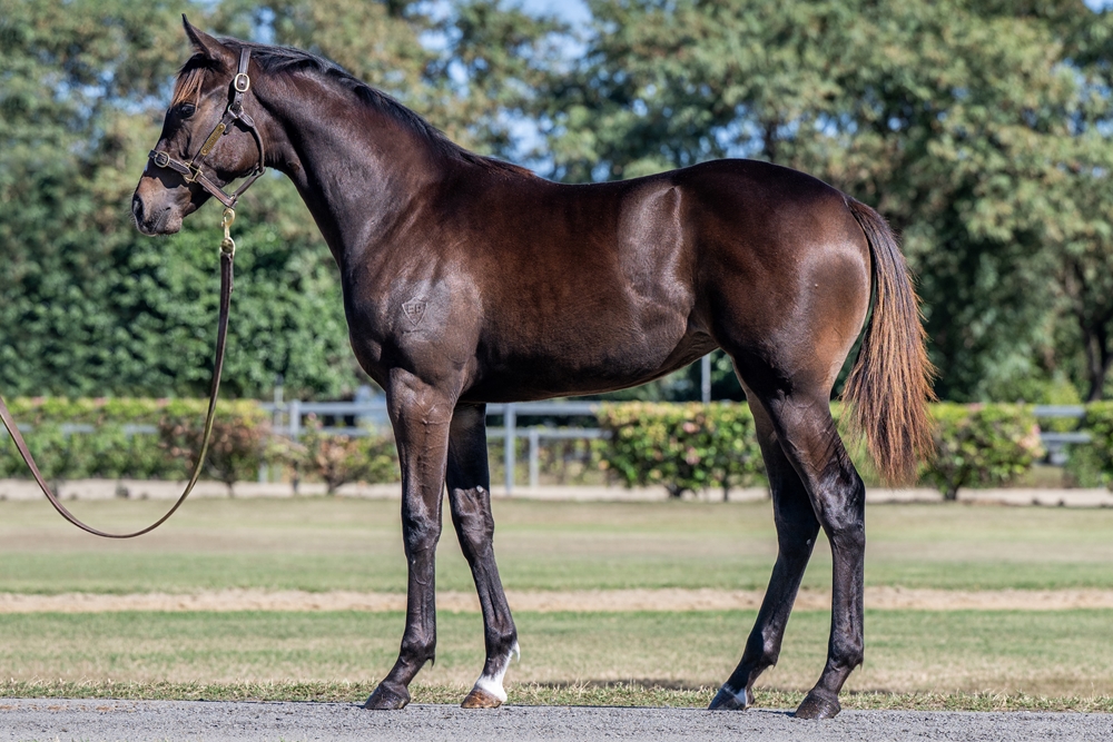 So You Think (NZ) / Perfectly Safe (AUS) 2025 Filly - Image 1