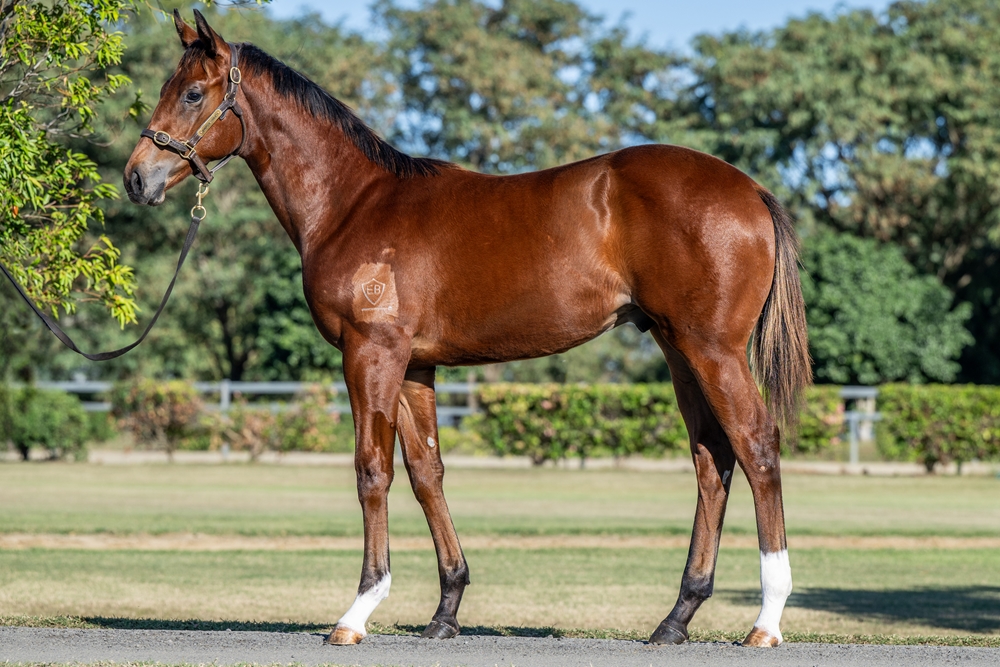 Star Turn (AUS) / So Stylish (AUS) 2025 Colt - Image 1