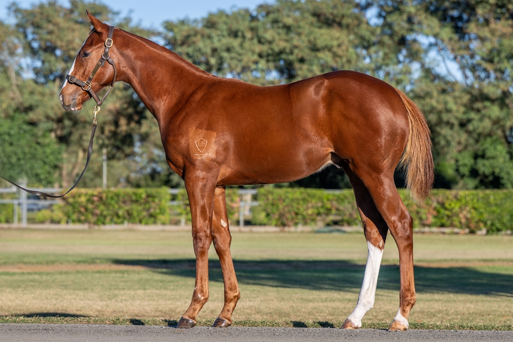 Stronger (AUS) / Sunrise Dancer (AUS) 2025 Colt - Image 1