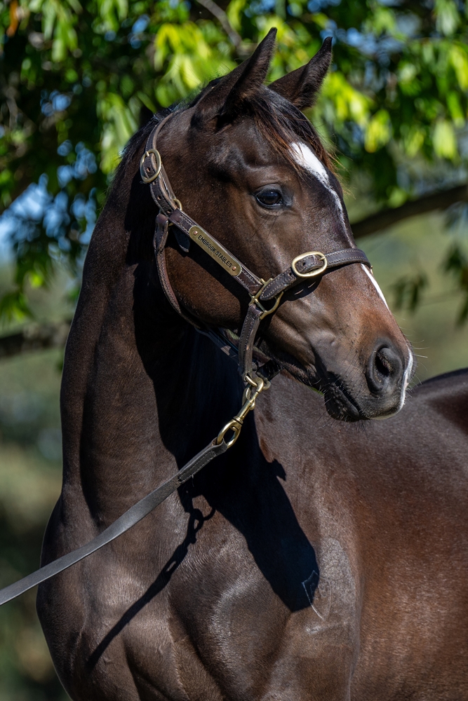 So You Think (NZ) / Perfectly Safe (AUS) 2025 Filly - Image 2