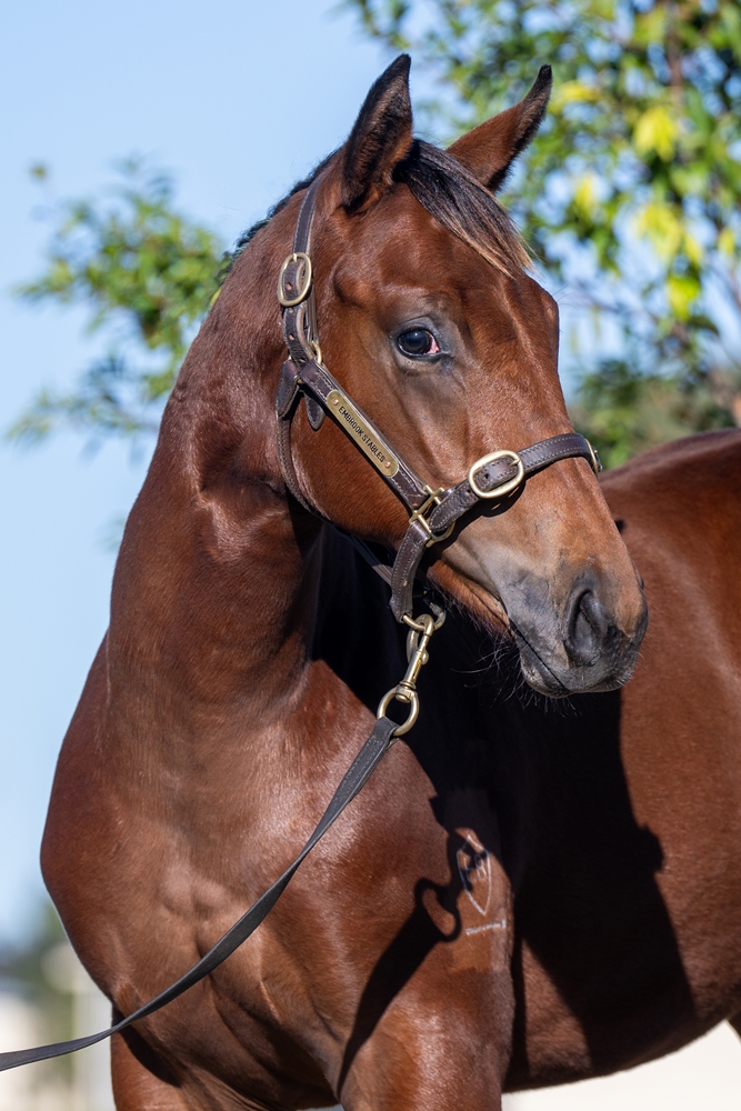 Star Turn (AUS) / So Stylish (AUS) 2025 Colt - Image 2