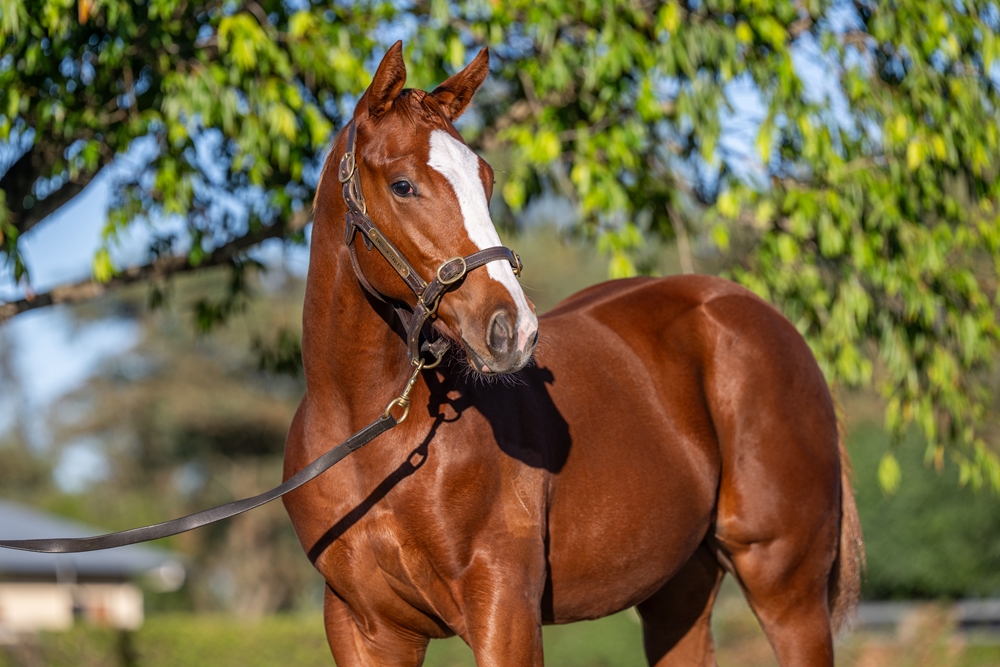 Stronger (AUS) / Sunrise Dancer (AUS) 2025 Colt - Image 2