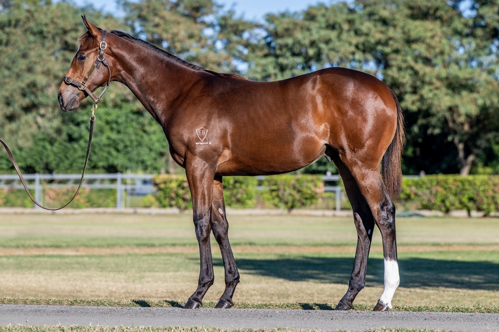 King's Gambit (AUS) / Holdin' My Own (AUS) 2025 Colt - Image 1