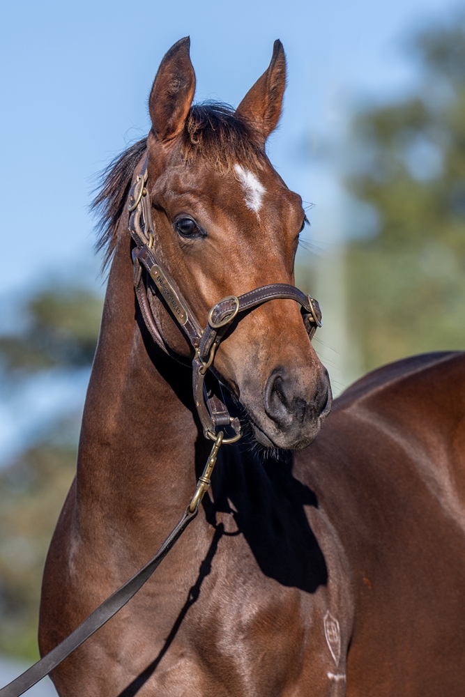 King's Gambit (AUS) / Holdin' My Own (AUS) 2025 Colt - Image 2