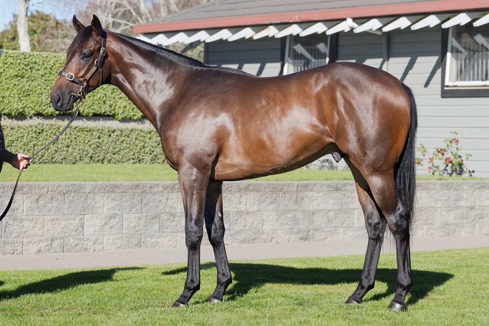 El Roca (AUS) / Loch Leven (AUS) 2024 Colt - Image 1