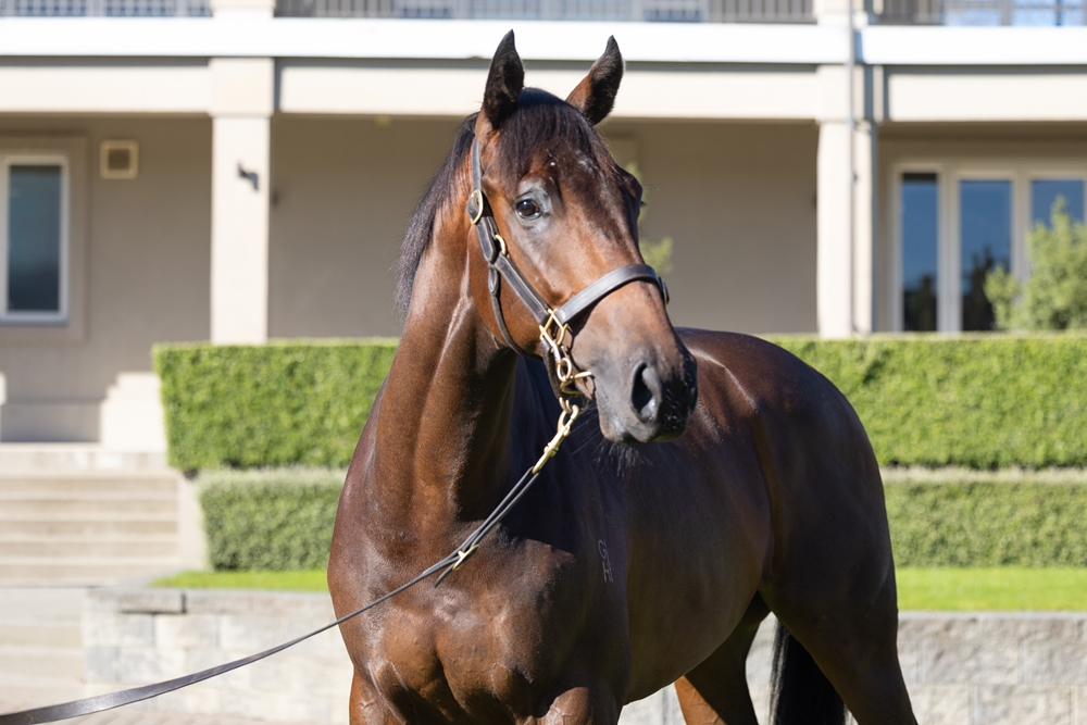 El Roca (AUS) / Loch Leven (AUS) 2024 Colt - Image 2
