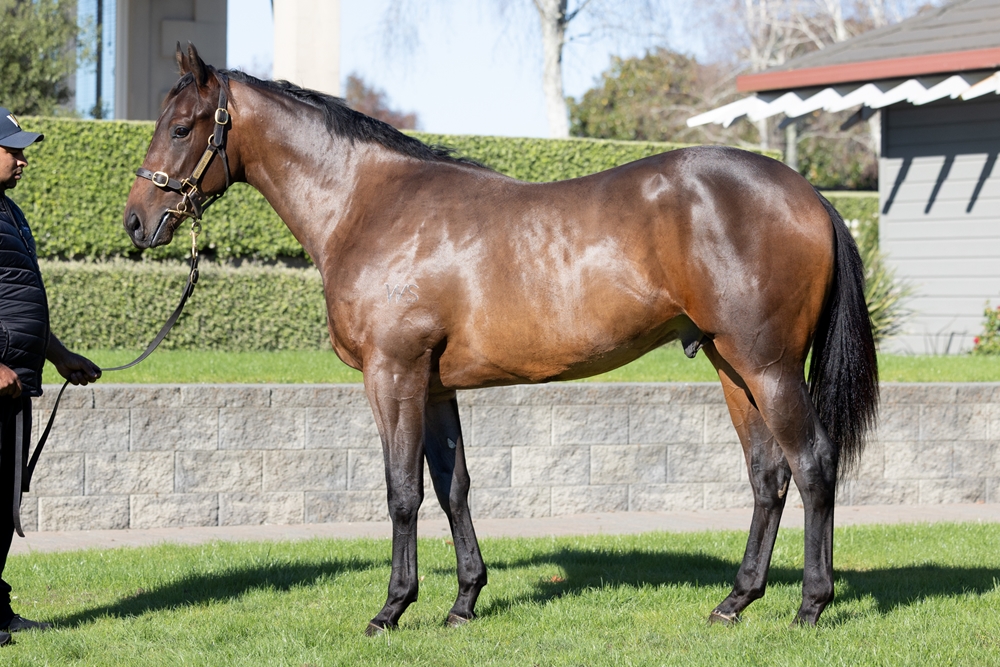 Super Seth (AUS) / Malambo (NZ) 2024 Colt - Image 1