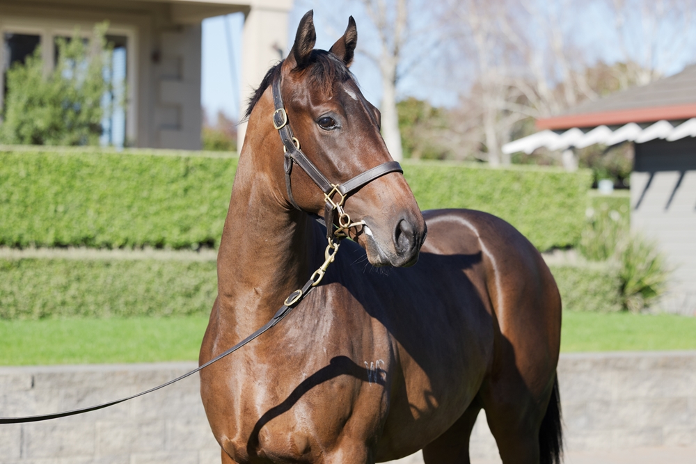 Super Seth (AUS) / Malambo (NZ) 2024 Colt - Image 2
