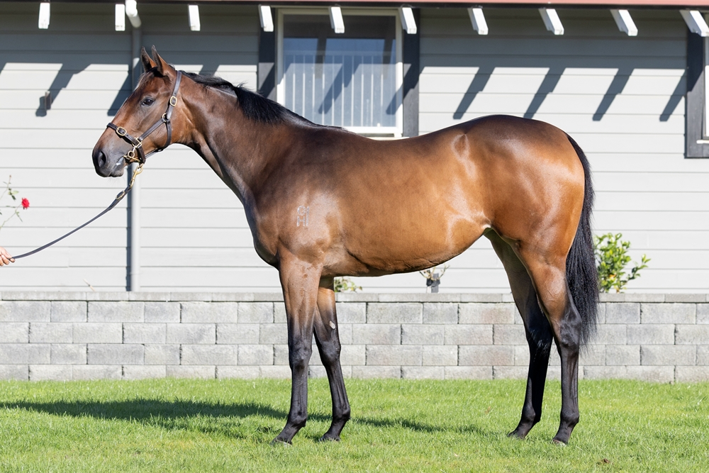 Tarzino (NZ) / Midtown Manhattan (AUS) 2024 Filly - Image 1