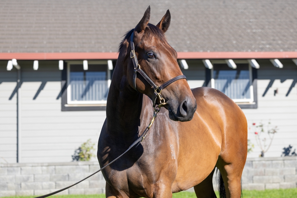 Tarzino (NZ) / Midtown Manhattan (AUS) 2024 Filly - Image 2