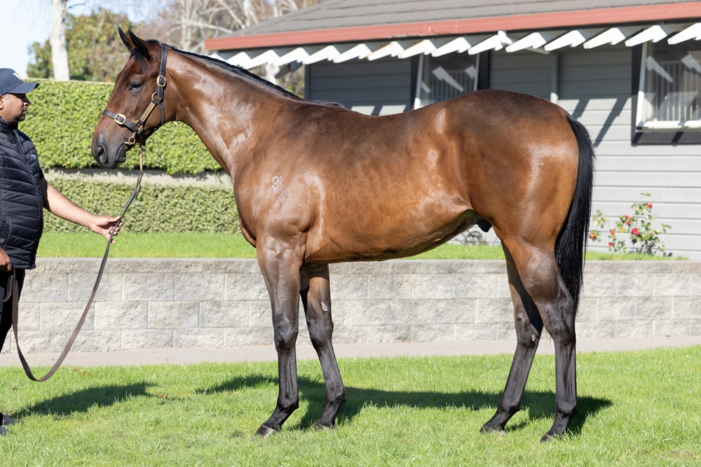 El Roca (AUS) / Rubi de Lago (AUS) 2024 Colt - Image 1