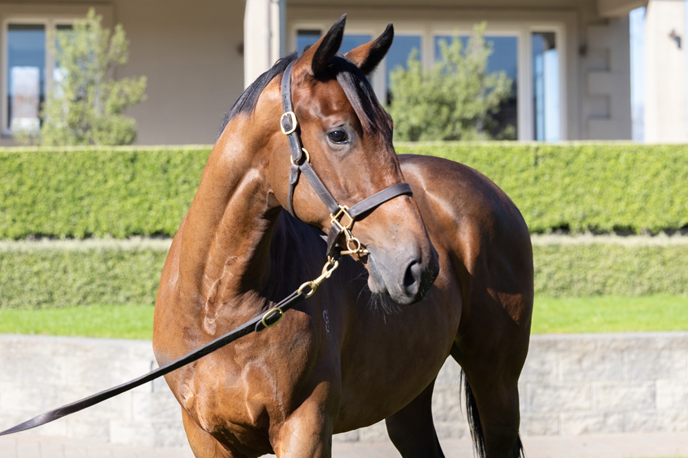 El Roca (AUS) / Rubi de Lago (AUS) 2024 Colt - Image 2