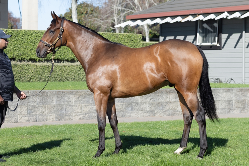 Redwood (GB) / Sweepstaking (AUS) 2024 Colt - Image 1