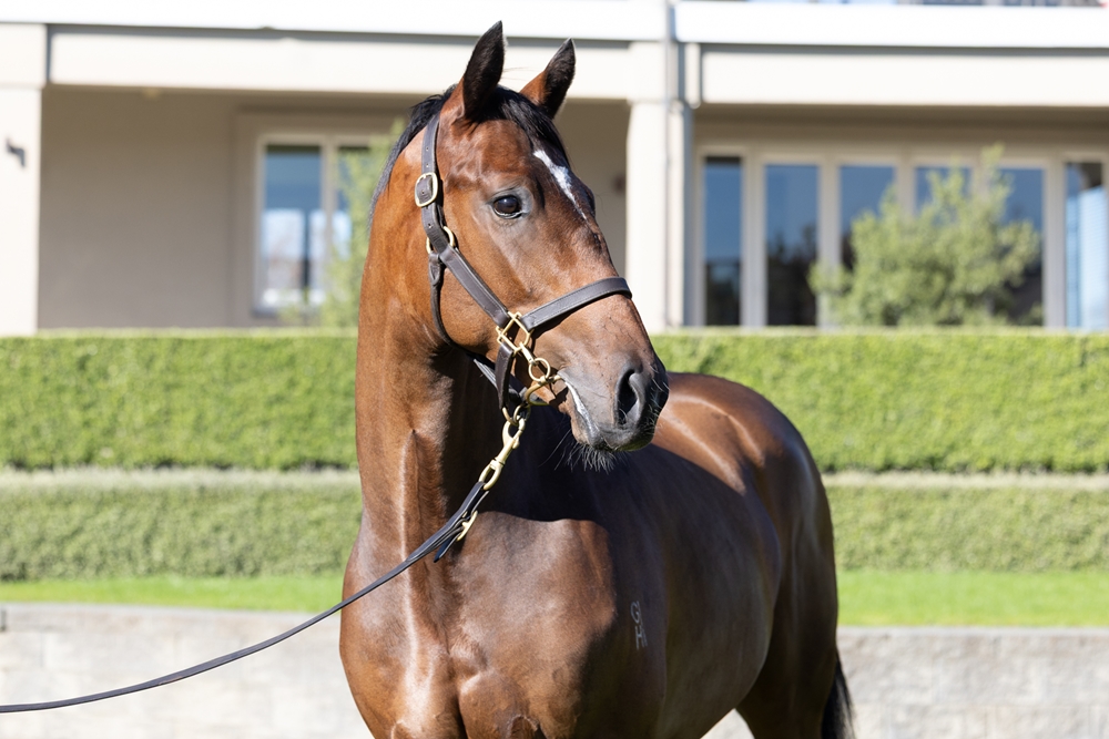 Redwood (GB) / Sweepstaking (AUS) 2024 Colt - Image 2