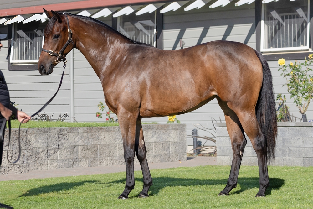 Reliable Man (GB) / Tennessee Love (AUS) 2024 Filly - Image 1