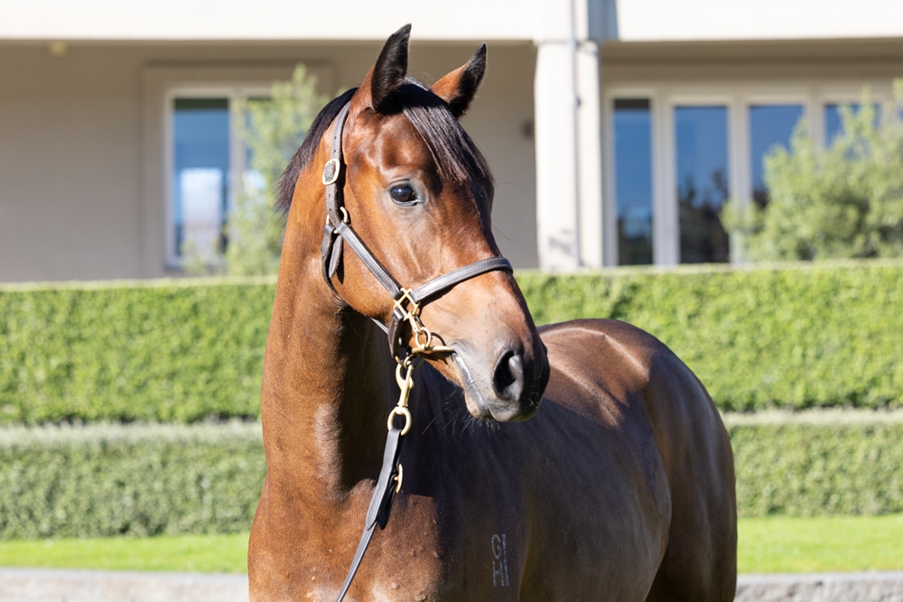 Reliable Man (GB) / Tennessee Love (AUS) 2024 Filly - Image 2