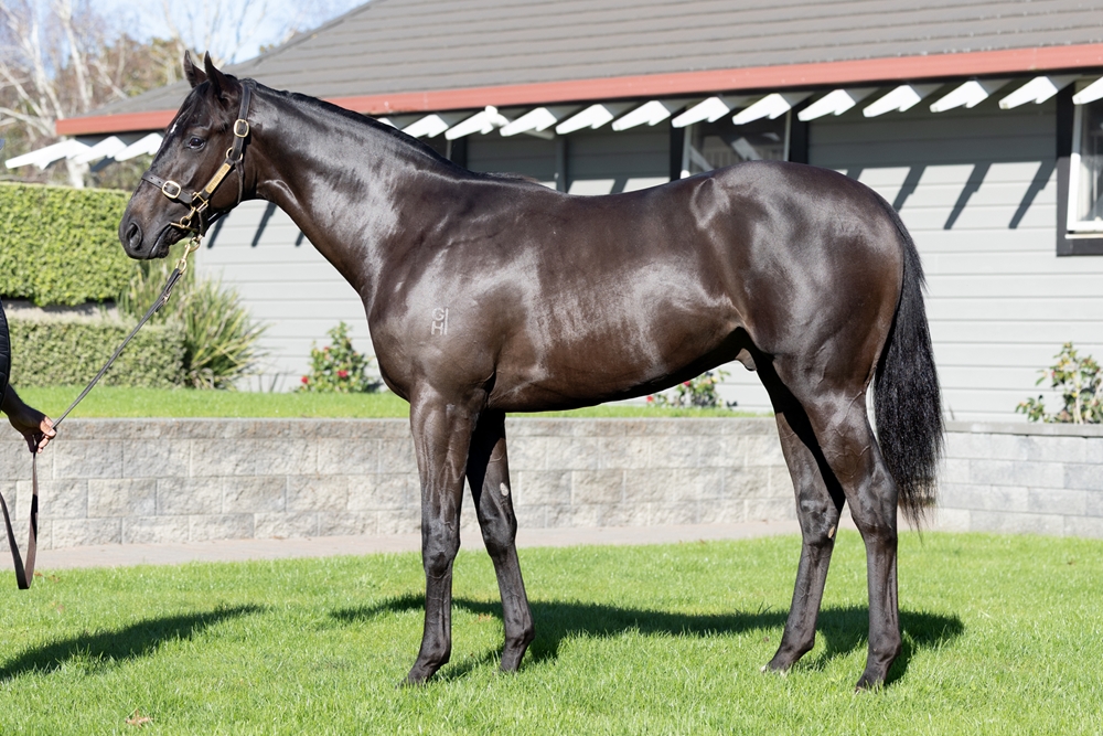 Redwood (GB) / Zouperb (NZ) 2024 Colt - Image 1