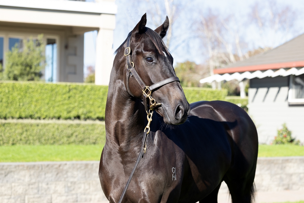 Redwood (GB) / Zouperb (NZ) 2024 Colt - Image 2