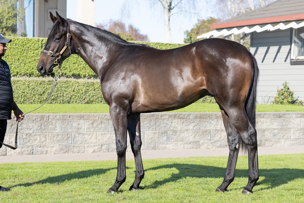 El Roca (AUS) / Zulia (AUS) 2024 Colt - Image 1
