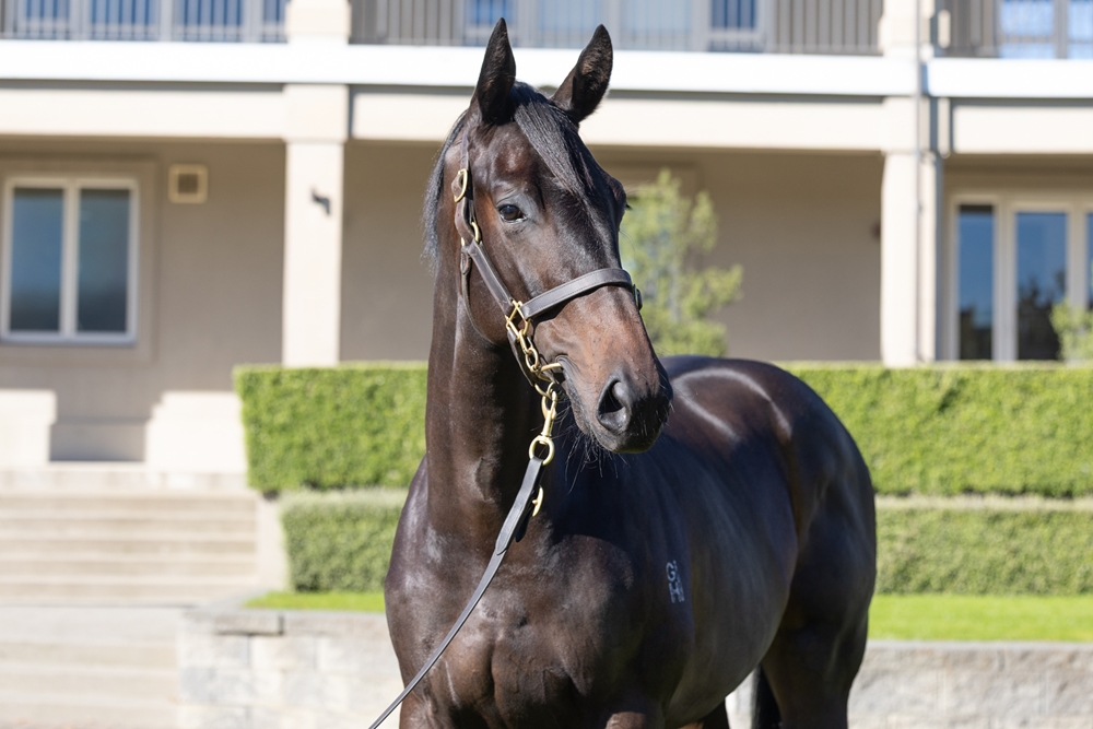 El Roca (AUS) / Zulia (AUS) 2024 Colt - Image 2