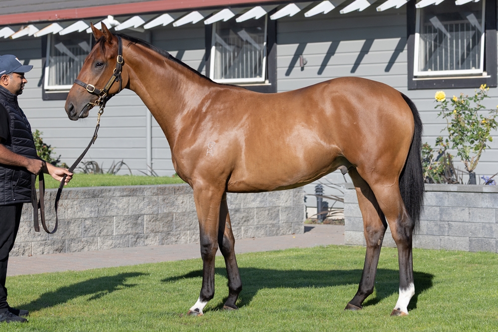 Tarzino (NZ) / Arapaho Miss (AUS) 2024 Colt - Image 1