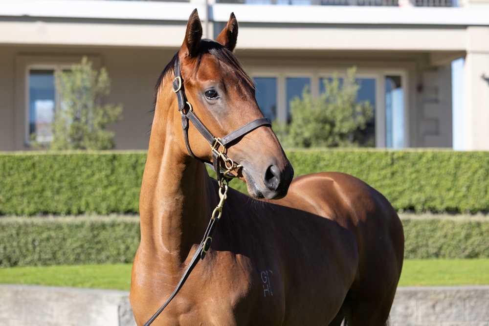 Tarzino (NZ) / Arapaho Miss (AUS) 2024 Colt - Image 2