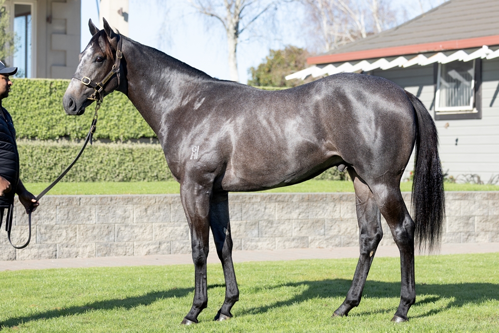 Reliable Man (GB) / Constitutional (AUS) 2024 Colt - Image 1