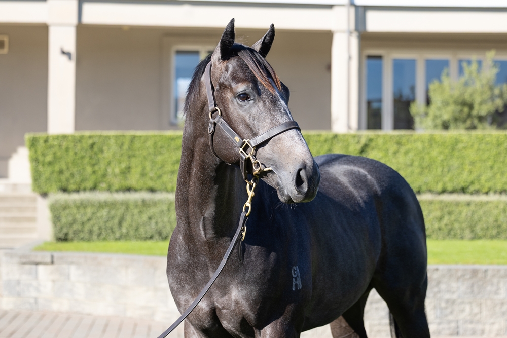 Reliable Man (GB) / Constitutional (AUS) 2024 Colt - Image 2