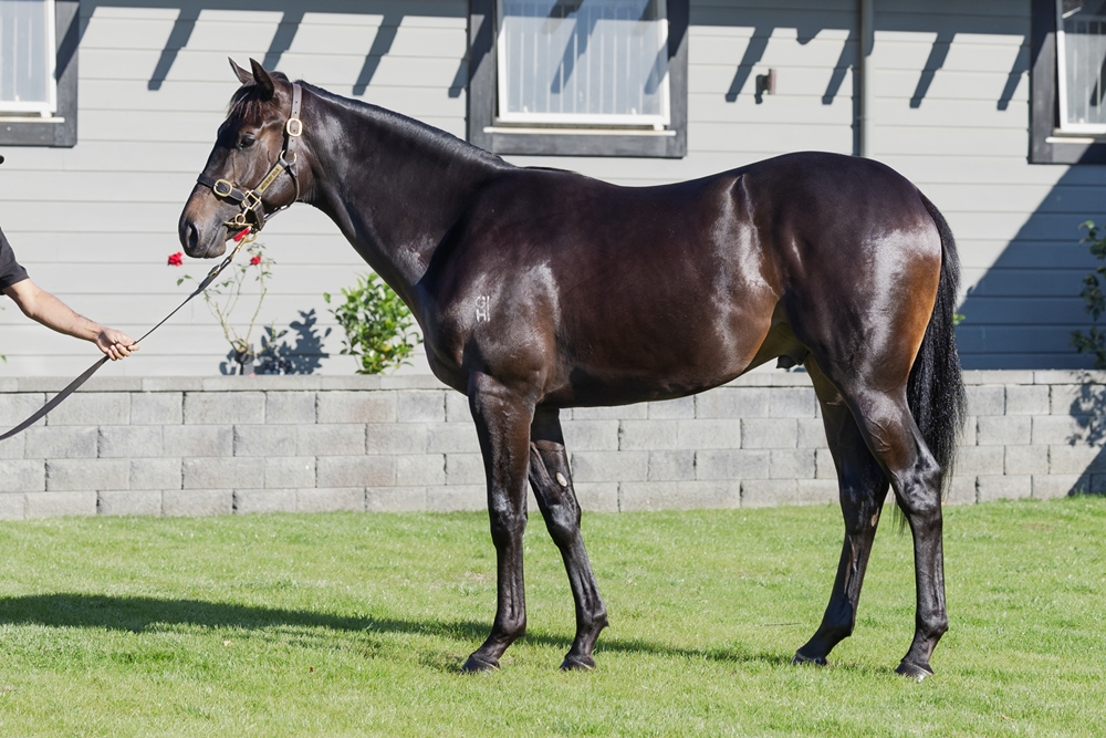 Redwood (GB) / Evolve (AUS) 2024 Colt - Image 1