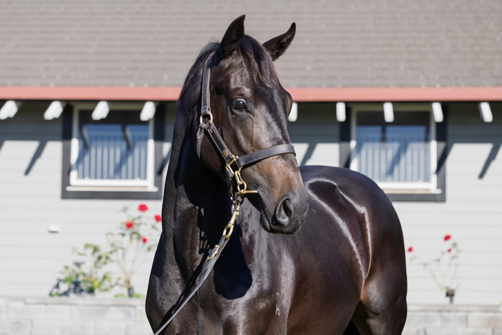 Redwood (GB) / Evolve (AUS) 2024 Colt - Image 2