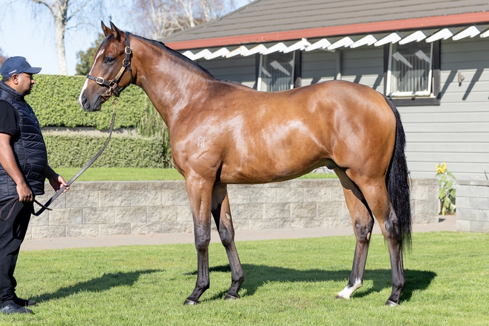 Redwood (GB) / Jolie Blonde (AUS) 2024 Colt - Image 1
