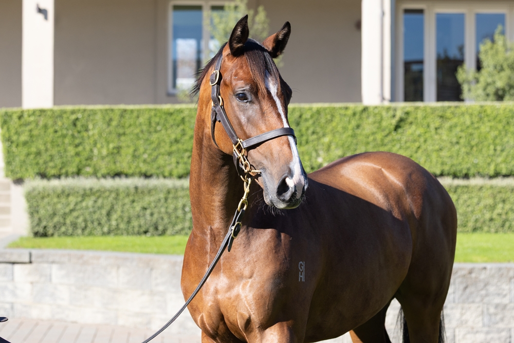 Redwood (GB) / Jolie Blonde (AUS) 2024 Colt - Image 2