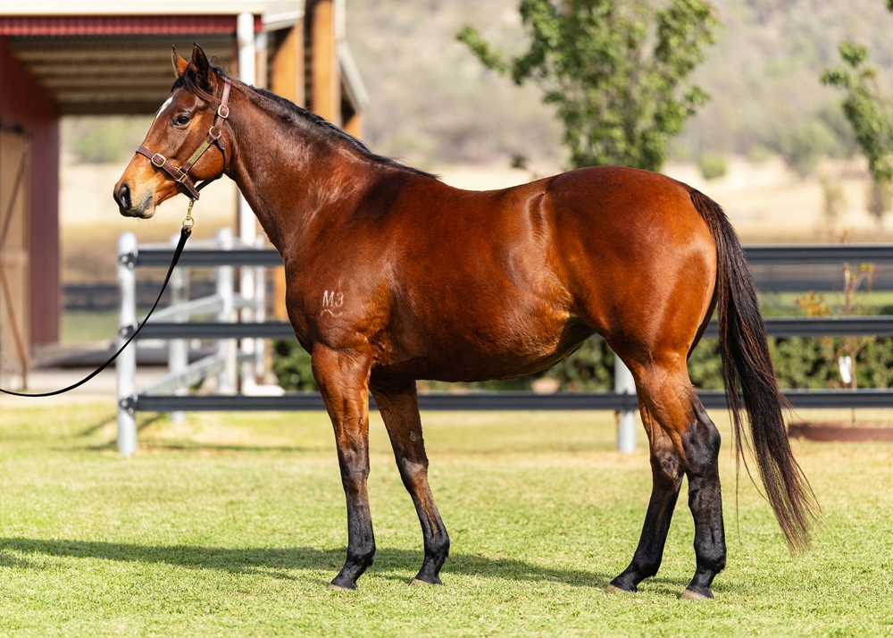 Patriot Star (AUS) - Image 1