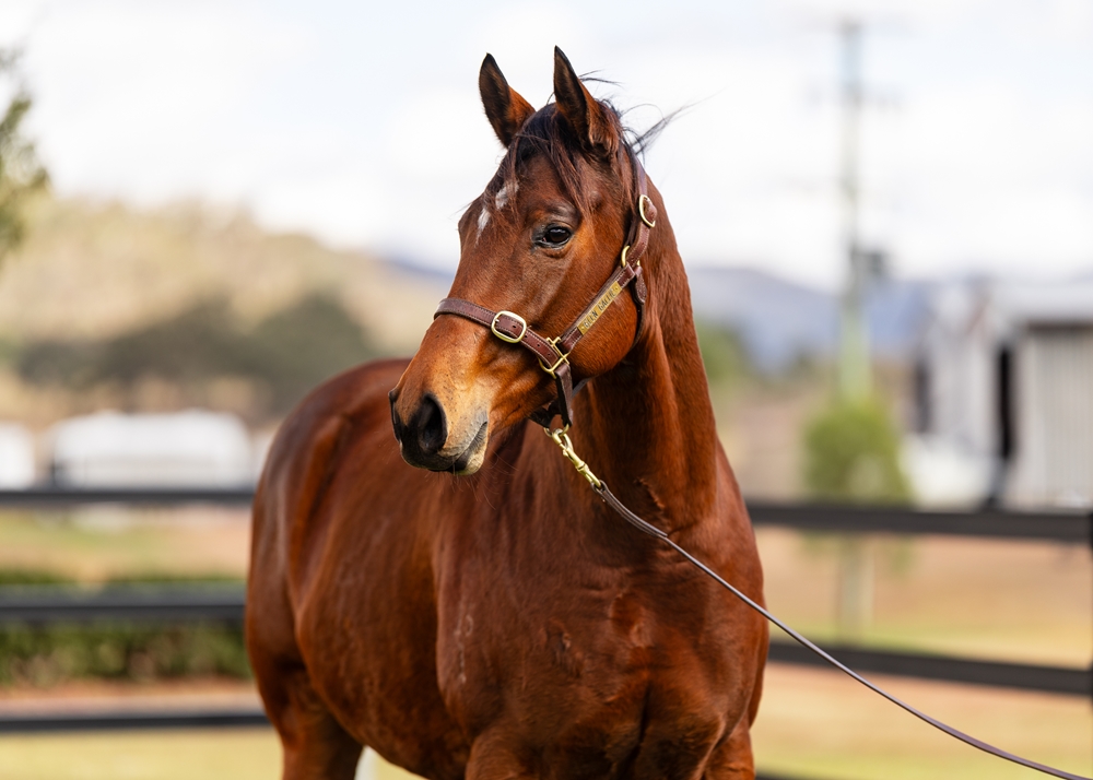 Patriot Star (AUS) - Image 2