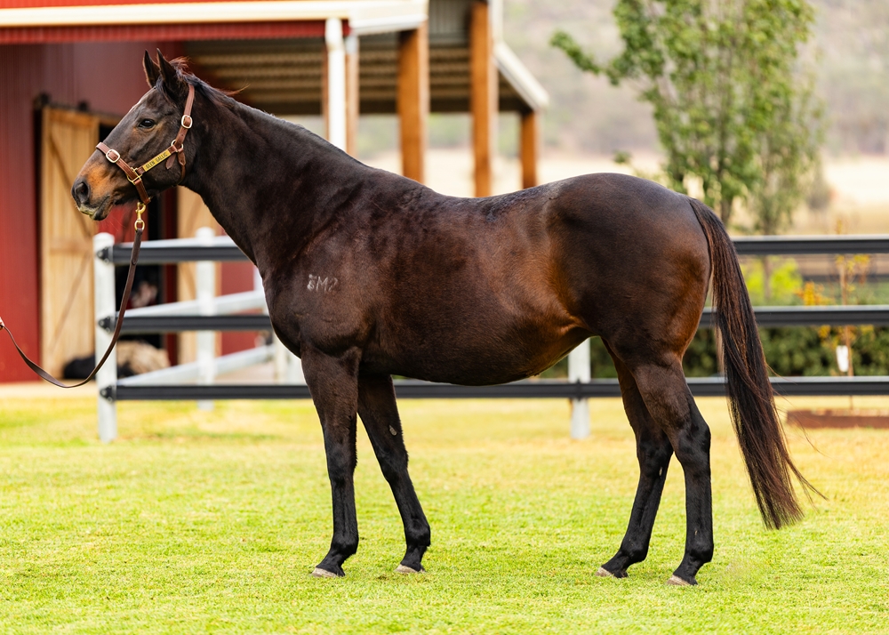 Cheval Noir (AUS) - Image 1