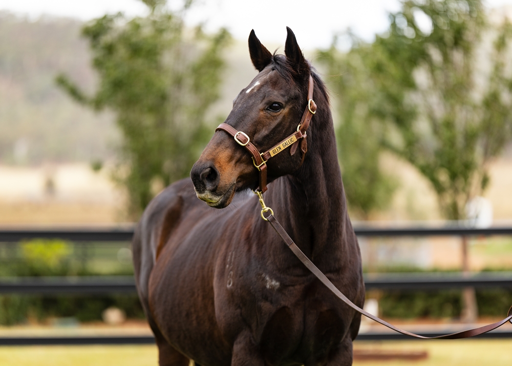 Cheval Noir (AUS) - Image 2