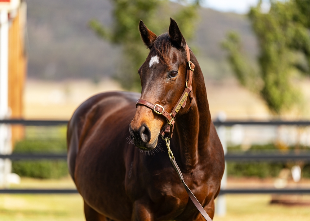 Flash of Doubt (AUS) - Image 2