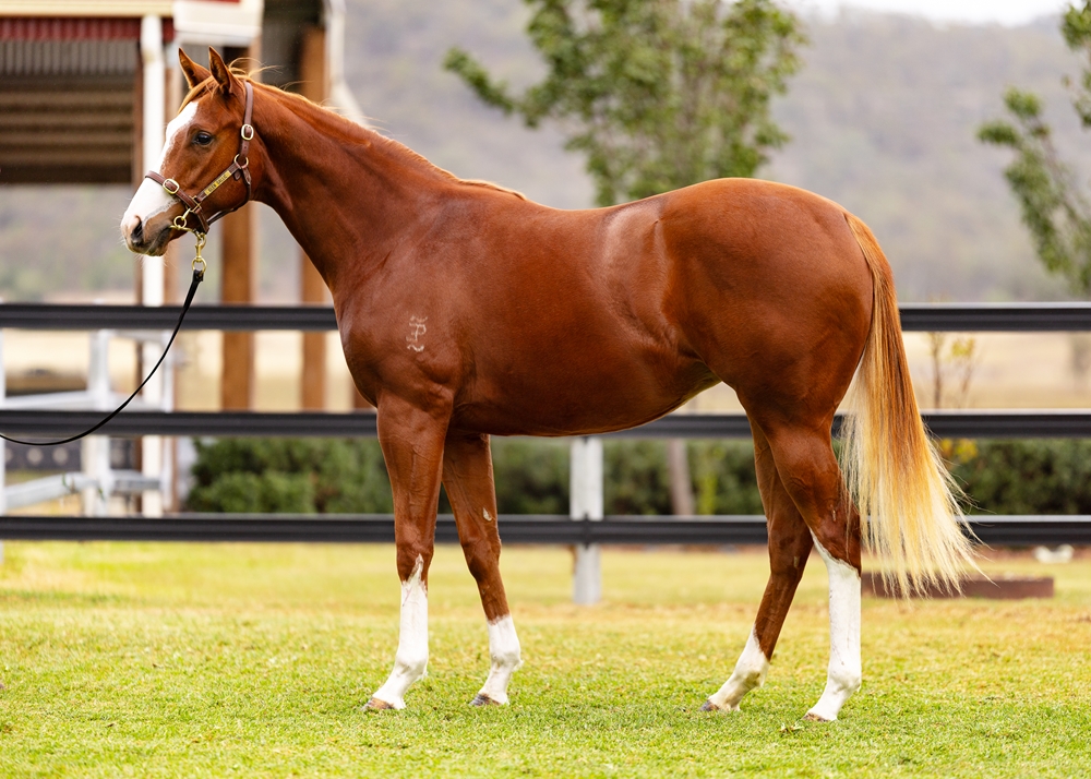 Maurice (JPN) / Memory Ring (JPN) 2024 Filly - Image 1
