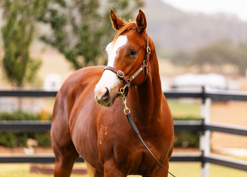 Maurice (JPN) / Memory Ring (JPN) 2024 Filly - Image 2