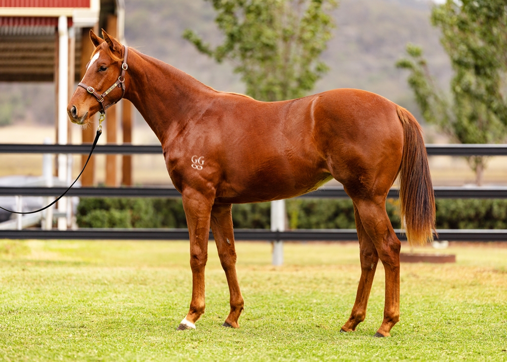 Profiteer (AUS) / When in Vegas (AUS) 2024 Filly - Image 1