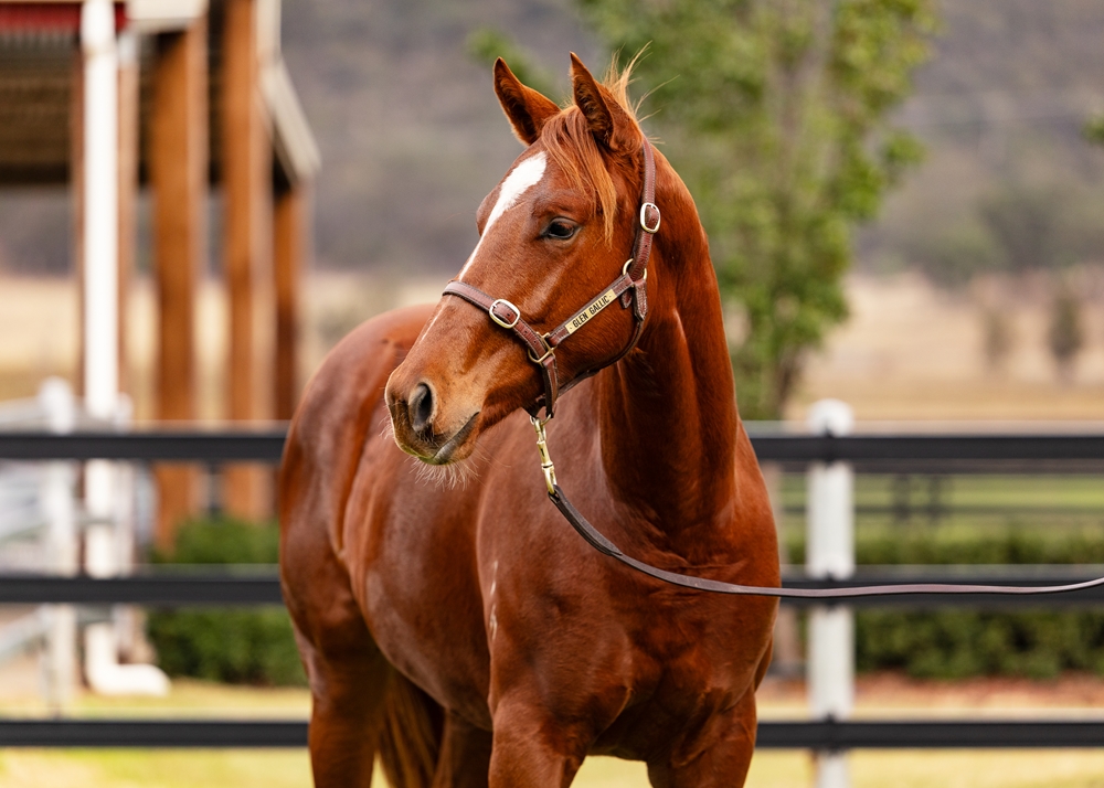 Profiteer (AUS) / When in Vegas (AUS) 2024 Filly - Image 2