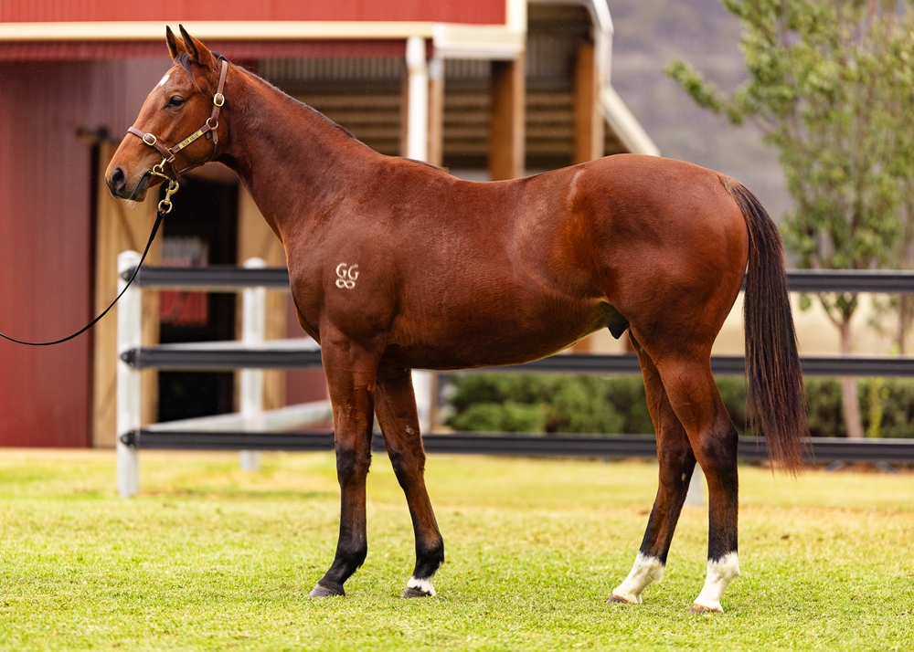 Finance Tycoon (AUS) / Bartoletta (AUS) 2024 Colt - Image 1
