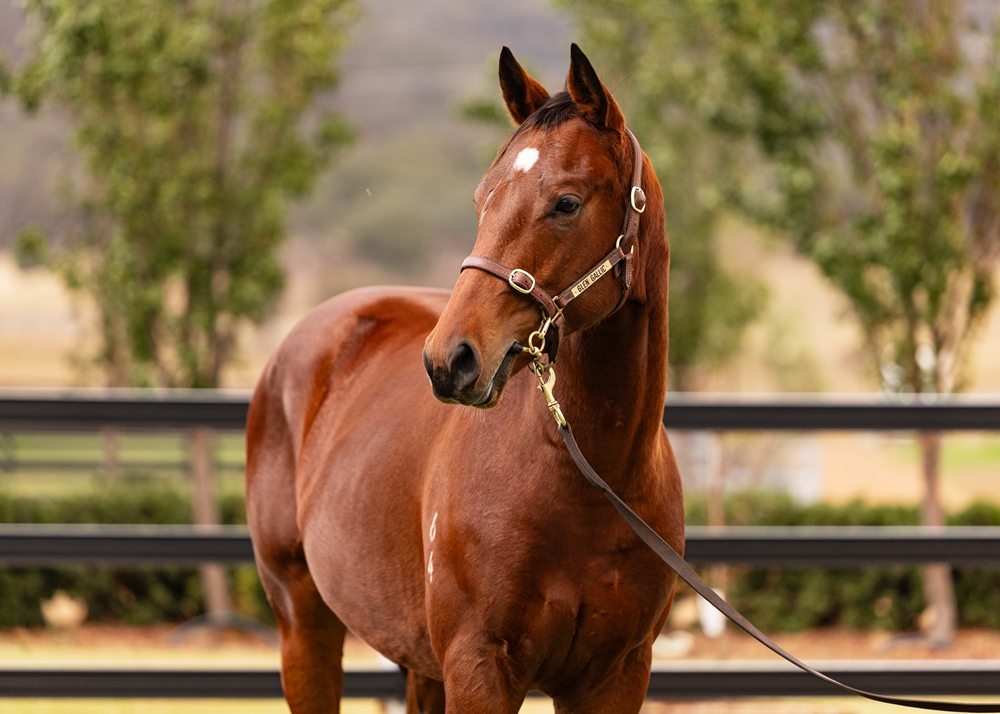 Finance Tycoon (AUS) / Bartoletta (AUS) 2024 Colt - Image 2