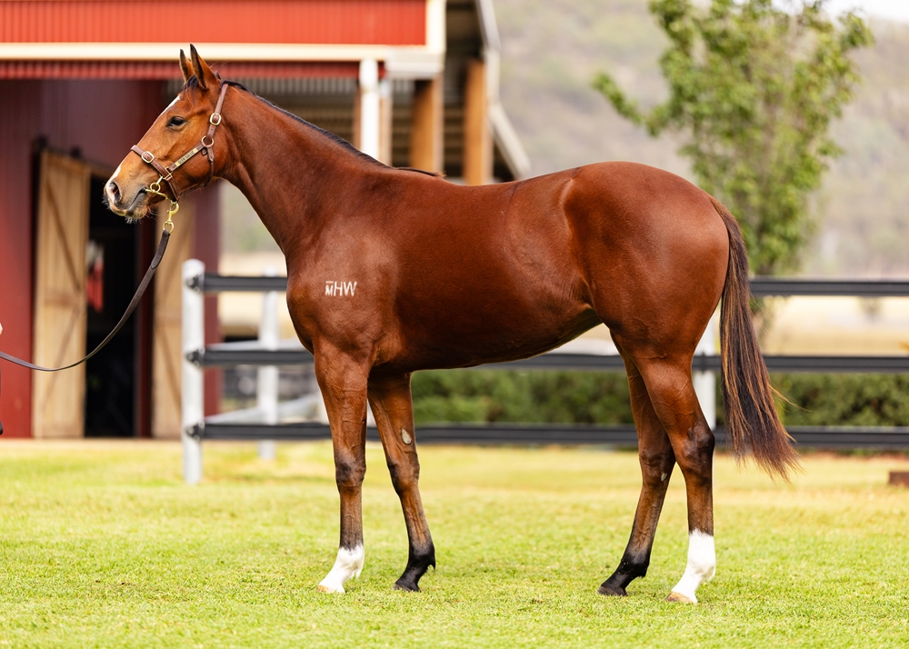 Acrobat (AUS) / Cool Tunes (AUS) 2024 Filly - Image 1
