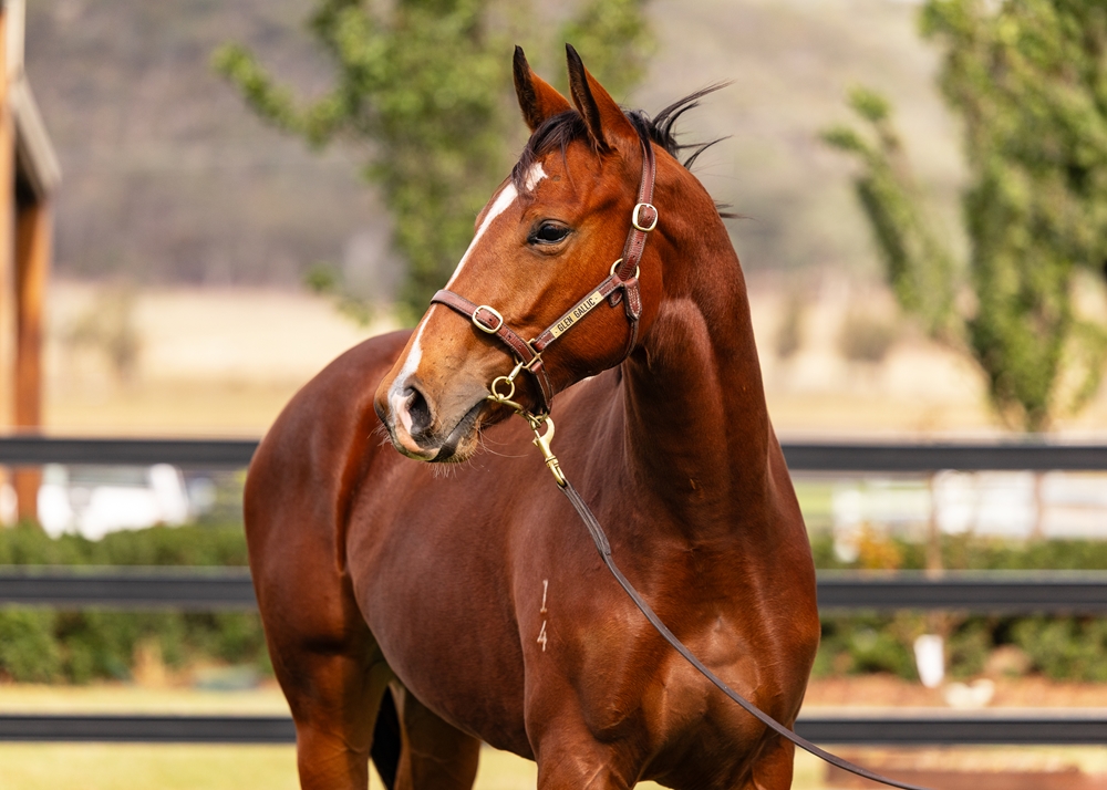 Acrobat (AUS) / Cool Tunes (AUS) 2024 Filly - Image 2