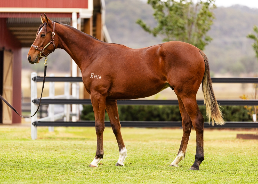 Denman (AUS) / Rena's Waltz (AUS) 2024 G - Image 1