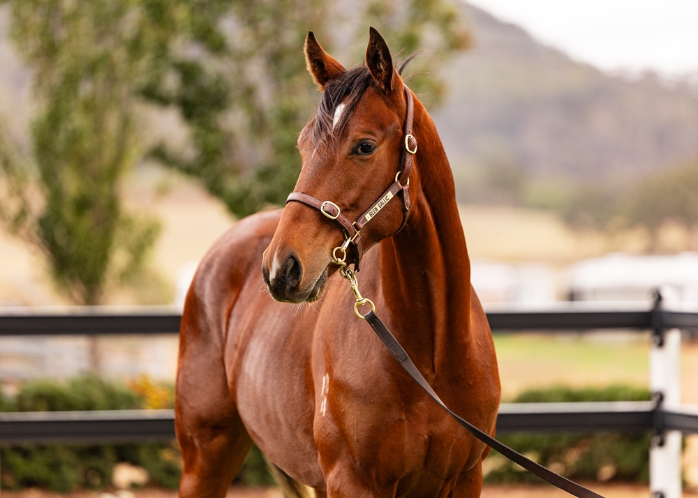 Denman (AUS) / Rena's Waltz (AUS) 2024 G - Image 2